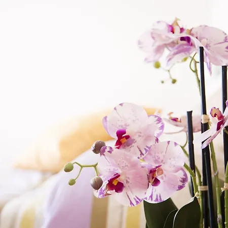 ミーティング ストレーザ